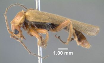 Media type: image;   Entomology 612552 Aspect: habitus lateral view